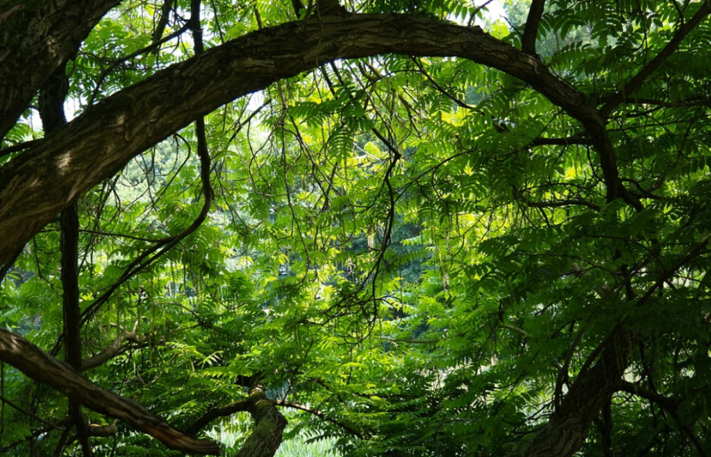 trees in jungle